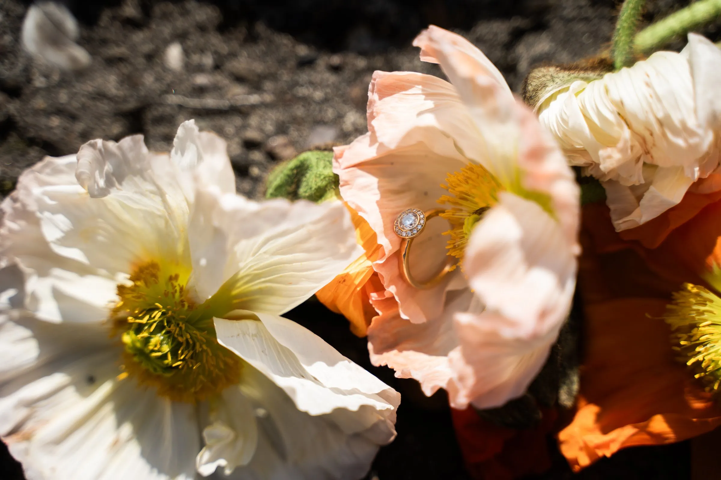 Diamantringe zwischen Mohnblüten im Sonnenlicht